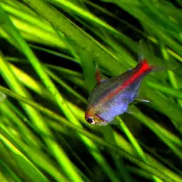 Glowlight Tetra, photo 9