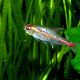 Glowlight Tetra, photo 10