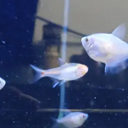 Glowlight Tetra, photo 11