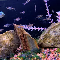 Glowlight Tetra, photo 12