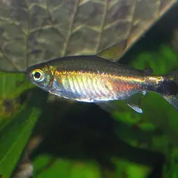 January Tetra, photo 1