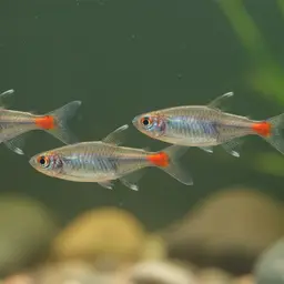 January Tetra, photo 3