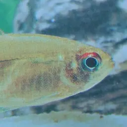 Head-and-tail Light Tetra, photo 1