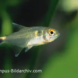 Head-and-tail Light Tetra, photo 2