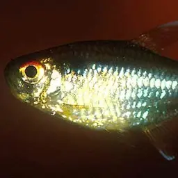 Head-and-tail Light Tetra, photo 3