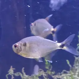 Head-and-tail Light Tetra, photo 4