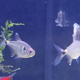 Head-and-tail Light Tetra, photo 5