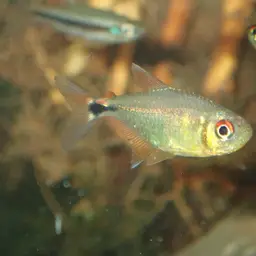 Head-and-tail Light Tetra, photo 6