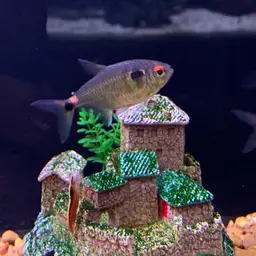 Head-and-tail Light Tetra, photo 7
