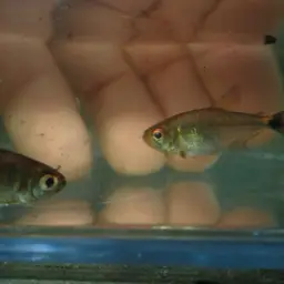 Head-and-tail Light Tetra, photo 8