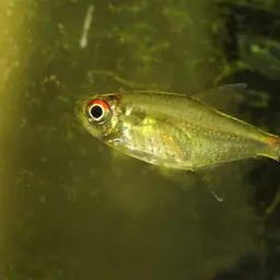 Head-and-tail Light Tetra, photo 9
