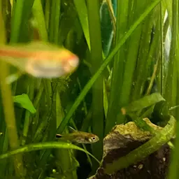 Head-and-tail Light Tetra, photo 10