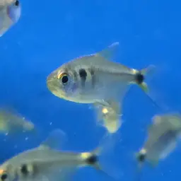 Head-and-tail Light Tetra, photo 11