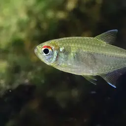 Head-and-tail Light Tetra, photo 12