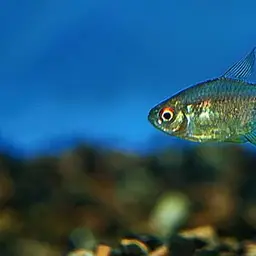 Garnet Tetra, photo 2