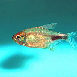 Garnet Tetra, photo 3