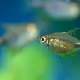 Garnet Tetra, photo 4