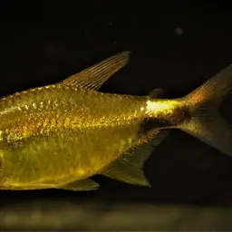 Garnet Tetra, photo 5