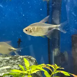 Garnet Tetra, photo 6