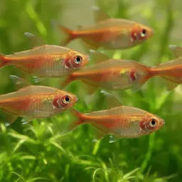 Garnet Tetra, photo 7