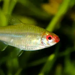 Rummy Nose Tetra, photo 1