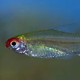 Rummy Nose Tetra, photo 2