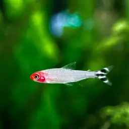 Rummy Nose Tetra, photo 3