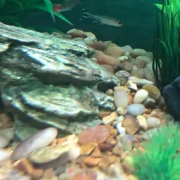 Rummy Nose Tetra, photo 4