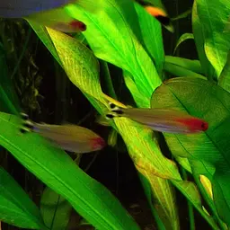 Rummy Nose Tetra, photo 5