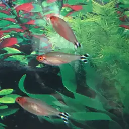 Rummy Nose Tetra, photo 6