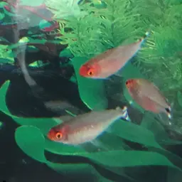 Rummy Nose Tetra, photo 7