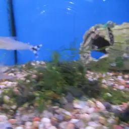 Rummy Nose Tetra, photo 8