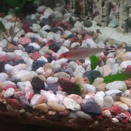 Rummy Nose Tetra, photo 9