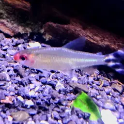 Rummy Nose Tetra, photo 10