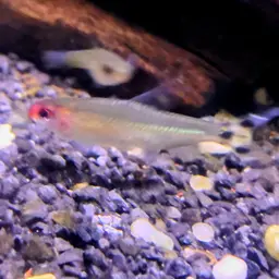 Rummy Nose Tetra, photo 11