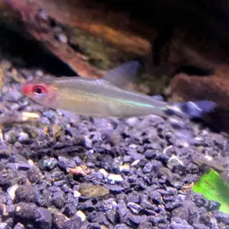 Rummy Nose Tetra, photo 12