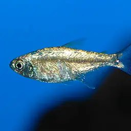 Golden Tetra, photo 1