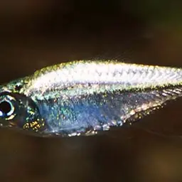 Golden Tetra, photo 2