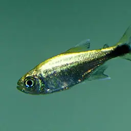 Golden Tetra, photo 3