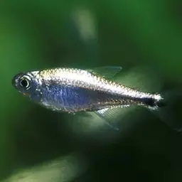 Golden Tetra, photo 4