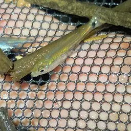 Golden Tetra, photo 5