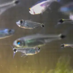 Golden Tetra, photo 6