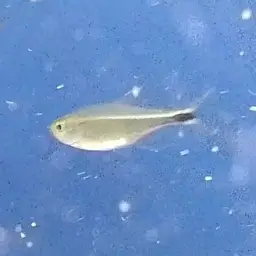 Golden Tetra, photo 7