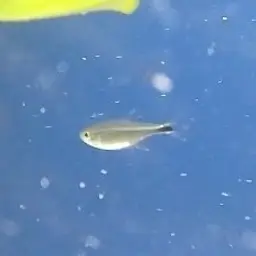 Golden Tetra, photo 8