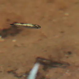 Golden Tetra, photo 11
