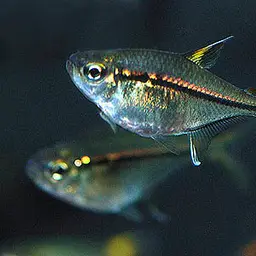 Ulrey's Tetra, photo 1