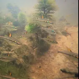 Ulrey's Tetra, photo 2