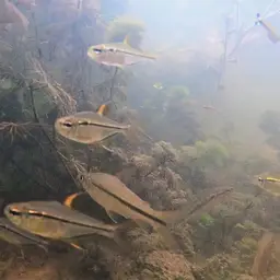 Ulrey's Tetra, photo 3