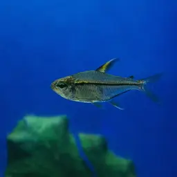 Ulrey's Tetra, photo 4