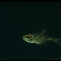 Ulrey's Tetra, photo 5